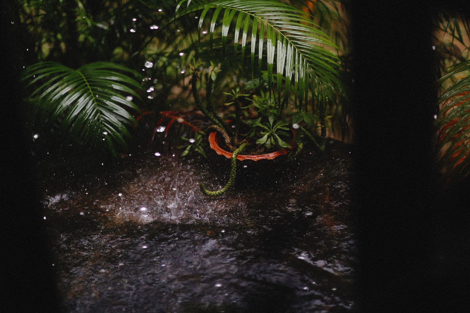 Gotas de lluvia sobre hojas tropicales de un verde brillante en la selva