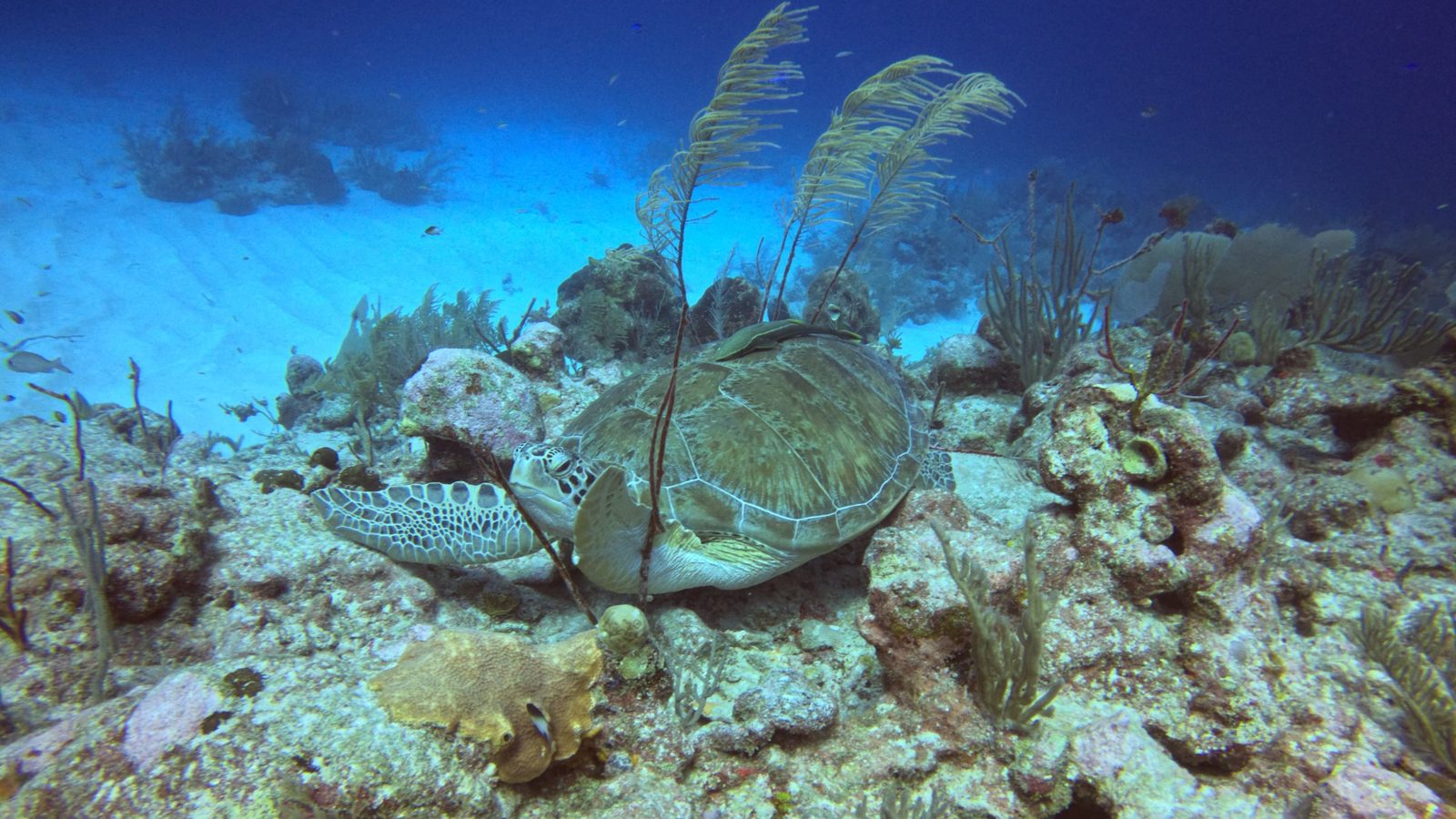 Una tortuga marina descansando sobre un arrecife en el agua cristalina de Akumal, México