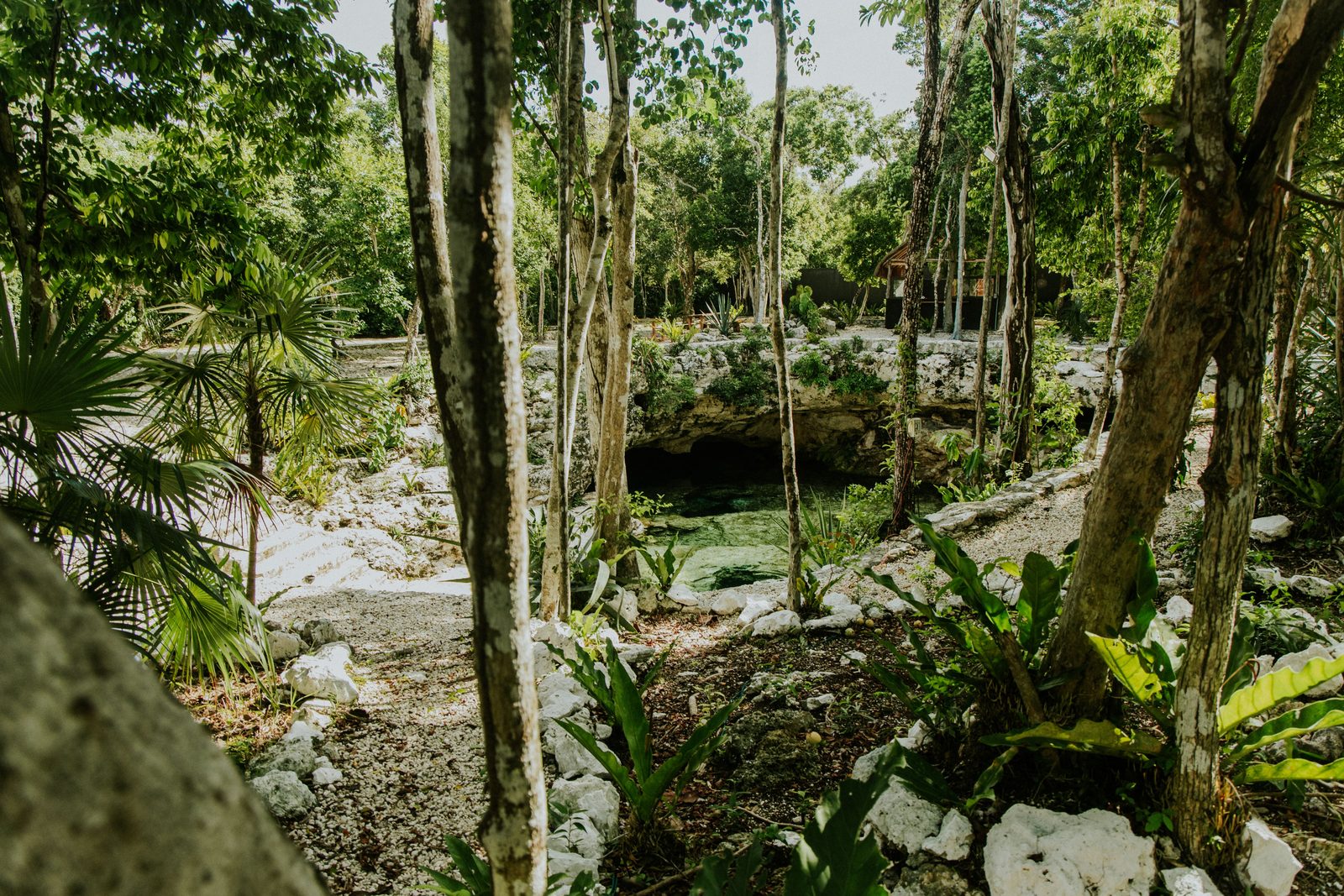 Un cenote tranquilo rodeado de árboles de la selva cerca de Tulum