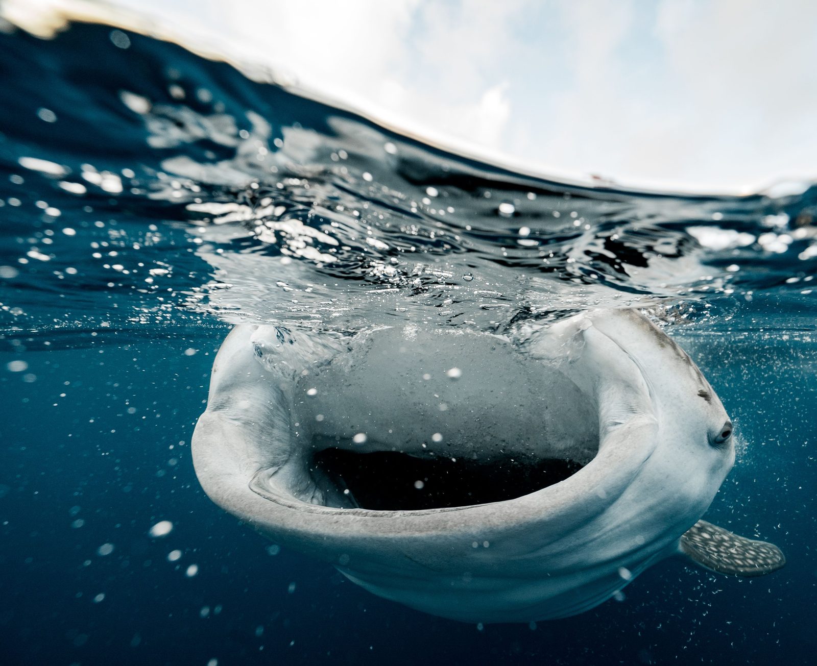 Un tiburón ballena nadando cerca de la superficie en el Caribe mexicano