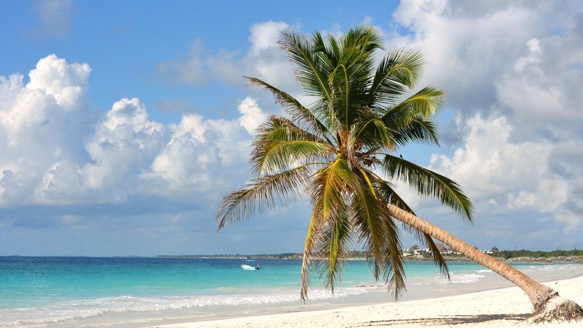 Playa Paraiso beach in Tulum with leaning palm tree over white sand and turquoise Caribbean water